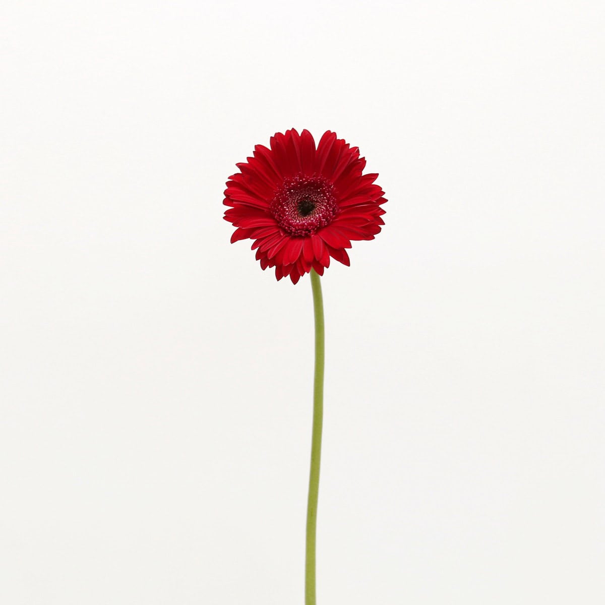 Gerbera Amarone (Bulk DIY)