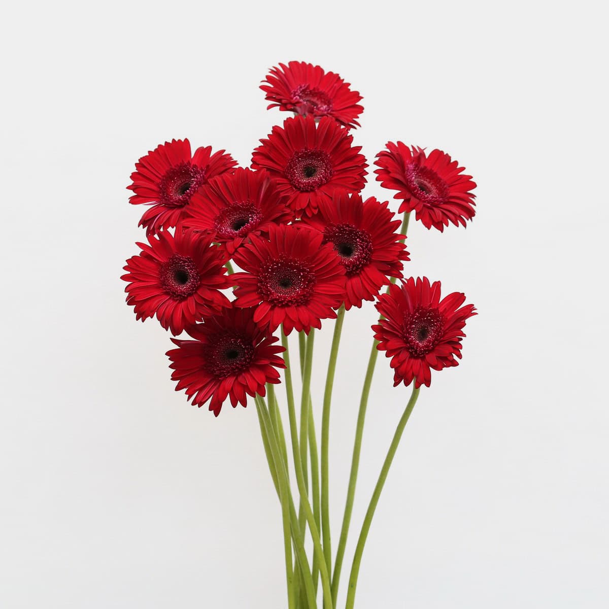 Gerbera Amarone – Bulk DIY Flowers
