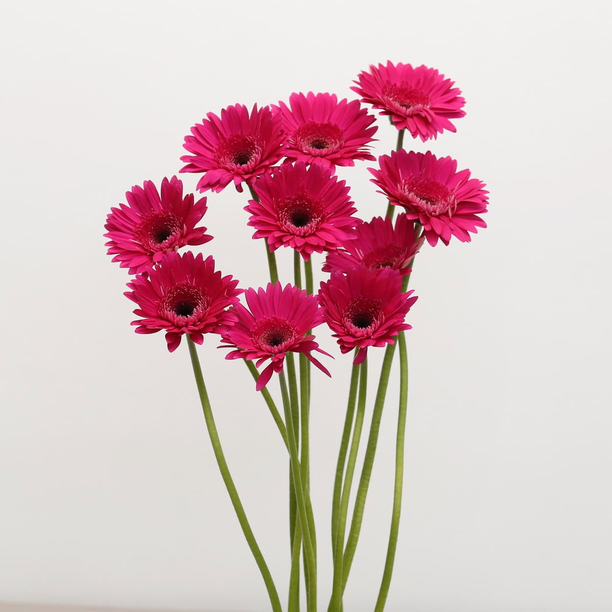 Gerbera Arcade – Bulk DIY Flowers