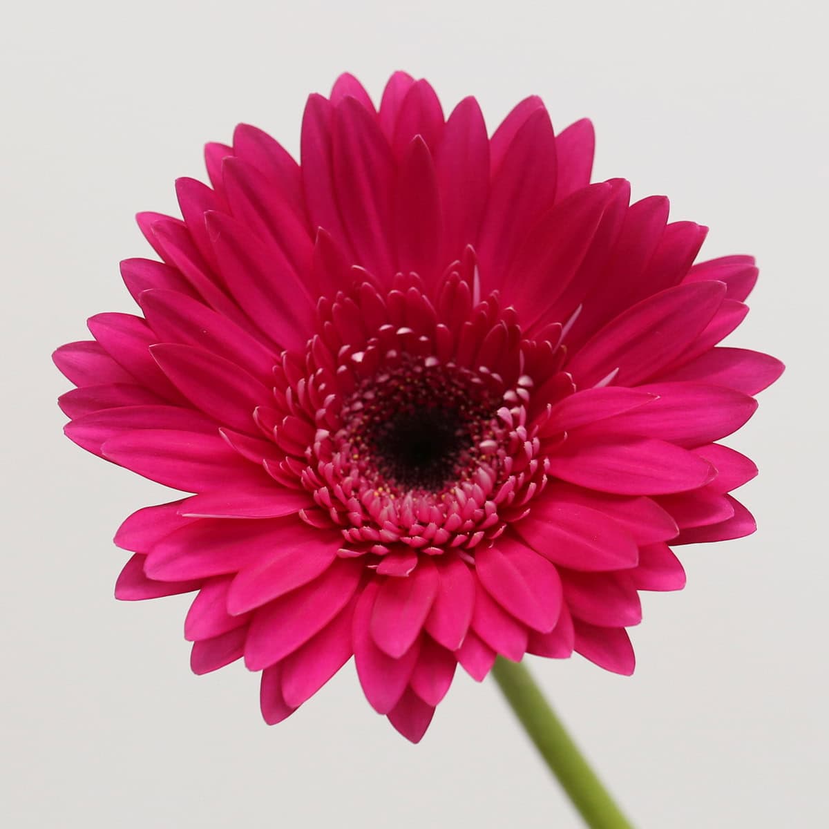 Gerbera Arcade – Bulk DIY Flowers