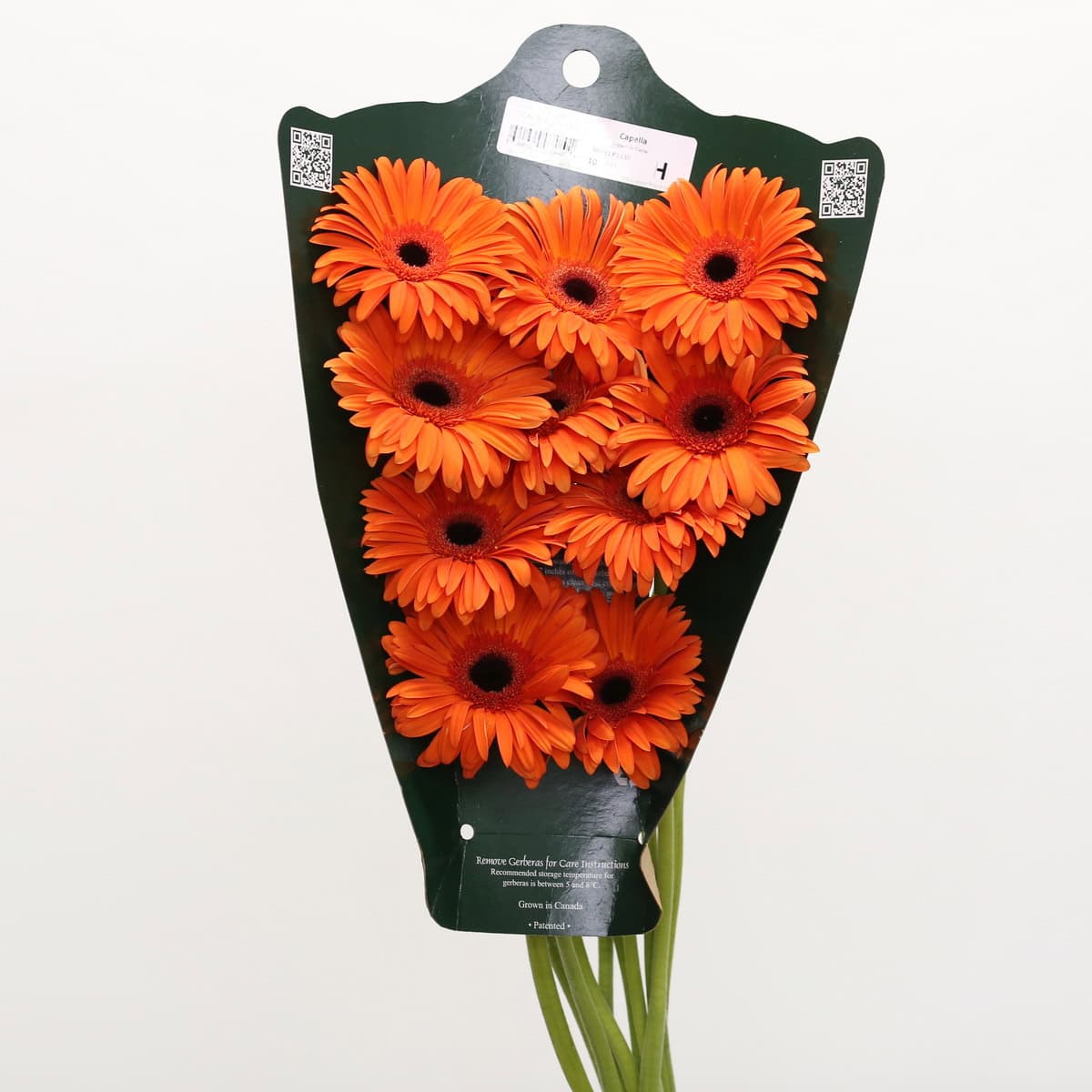 Gerbera Capella – Bulk DIY Flowers