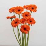 Gerberas Capella - en vrac