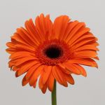Gerberas Capella - en vrac