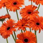 Gerberas Capella - en vrac