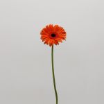 Gerberas Capella - en vrac