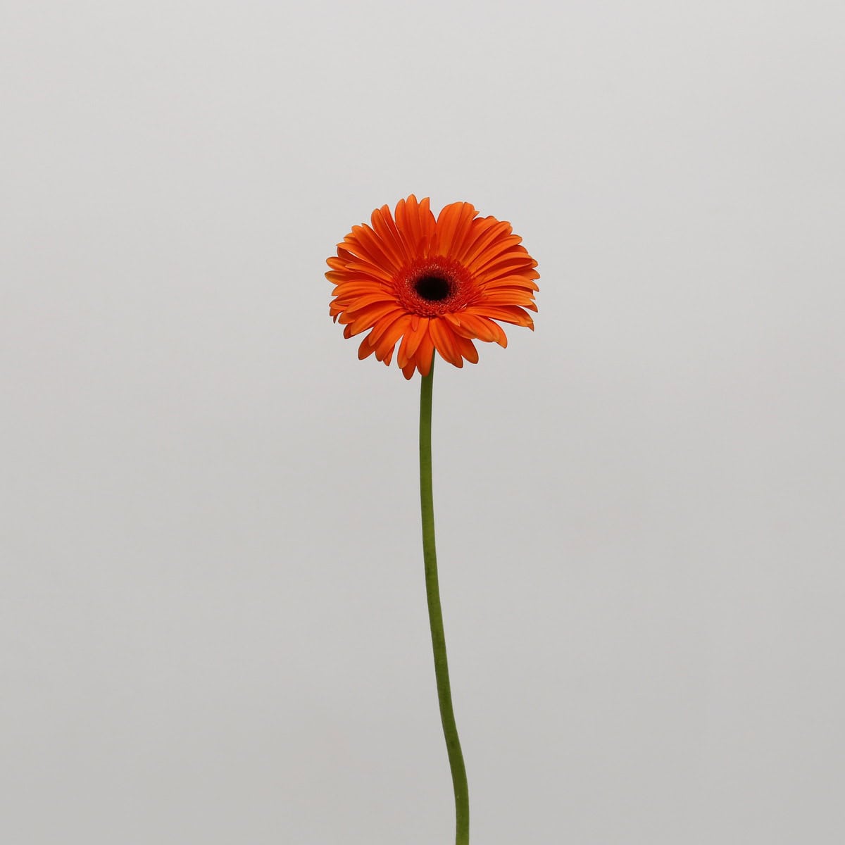 Gerbera Capella (Bulk DIY)