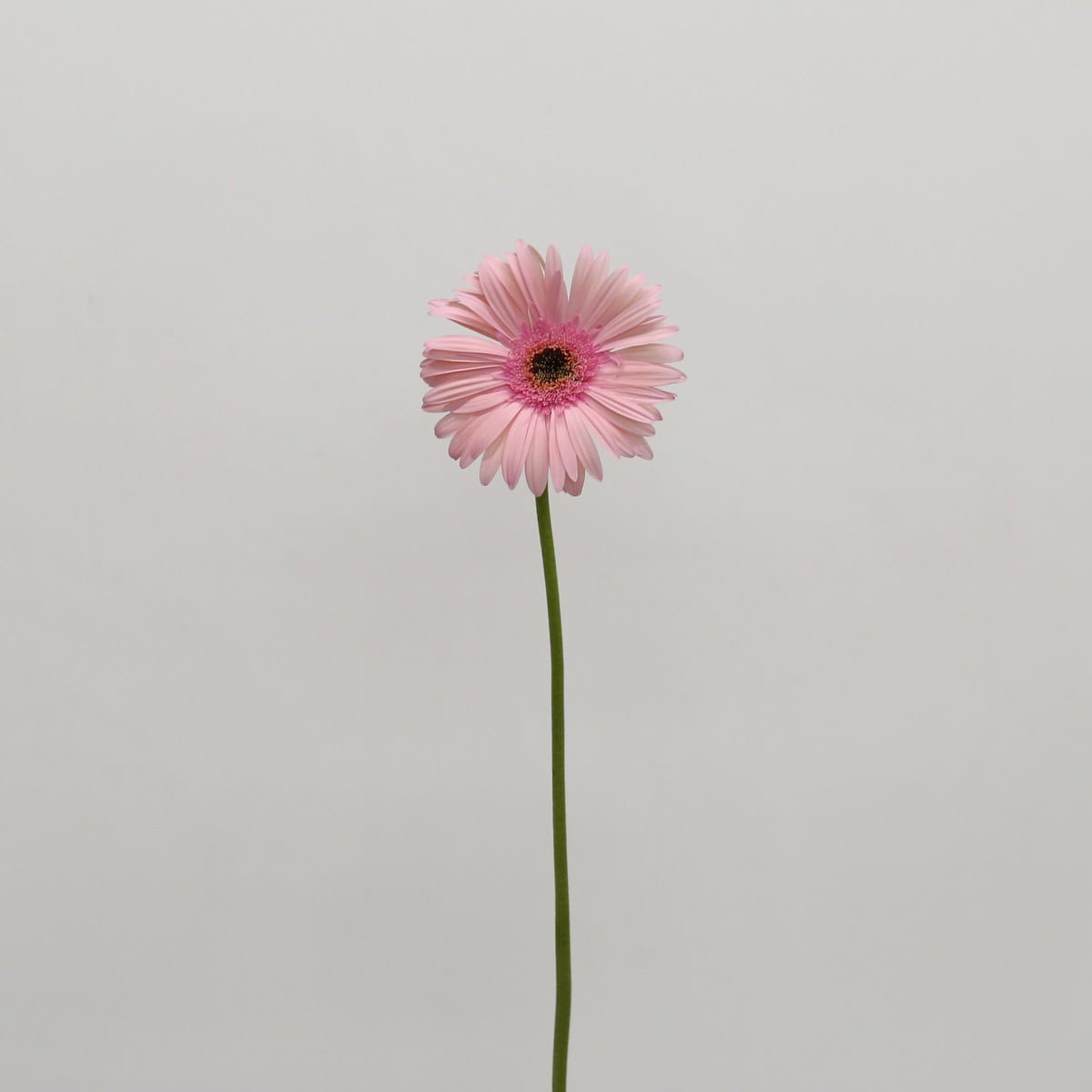 Gerbera Monroe (Bulk DIY)