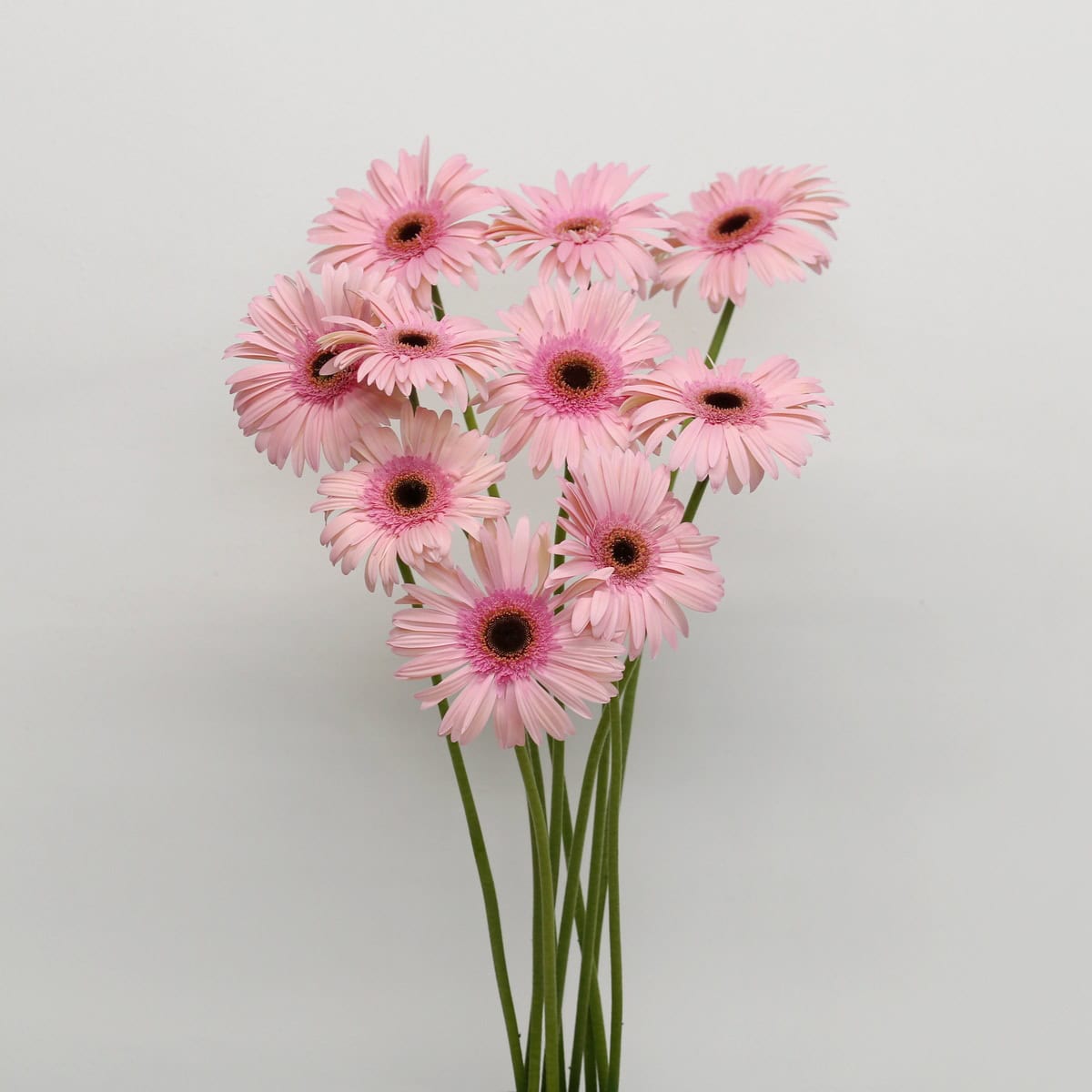 Gerbera Monroe – Bulk DIY Flowers
