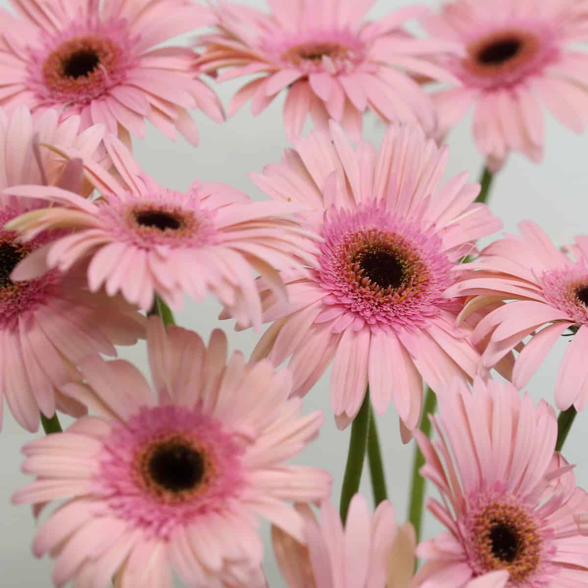 Gerbera Monroe (Bulk DIY)