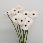 Gerbera Orca (Bulk DIY)