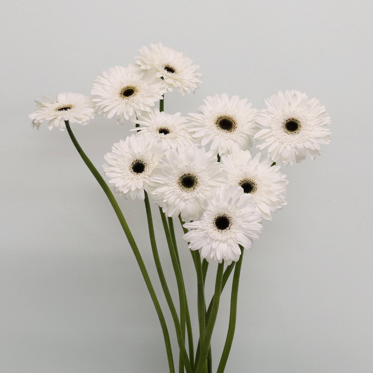 Gerbera Orca – Bulk DIY Flowers