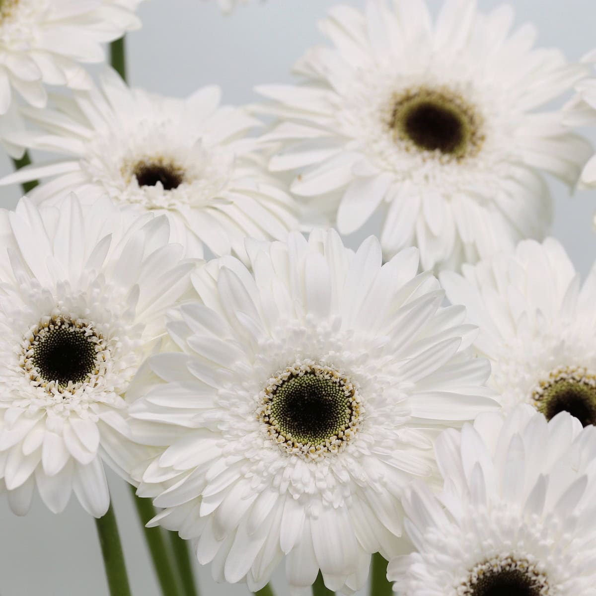 Gerbera Orca (Bulk DIY)