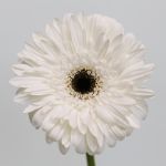 Gerbera Orca (Bulk DIY)