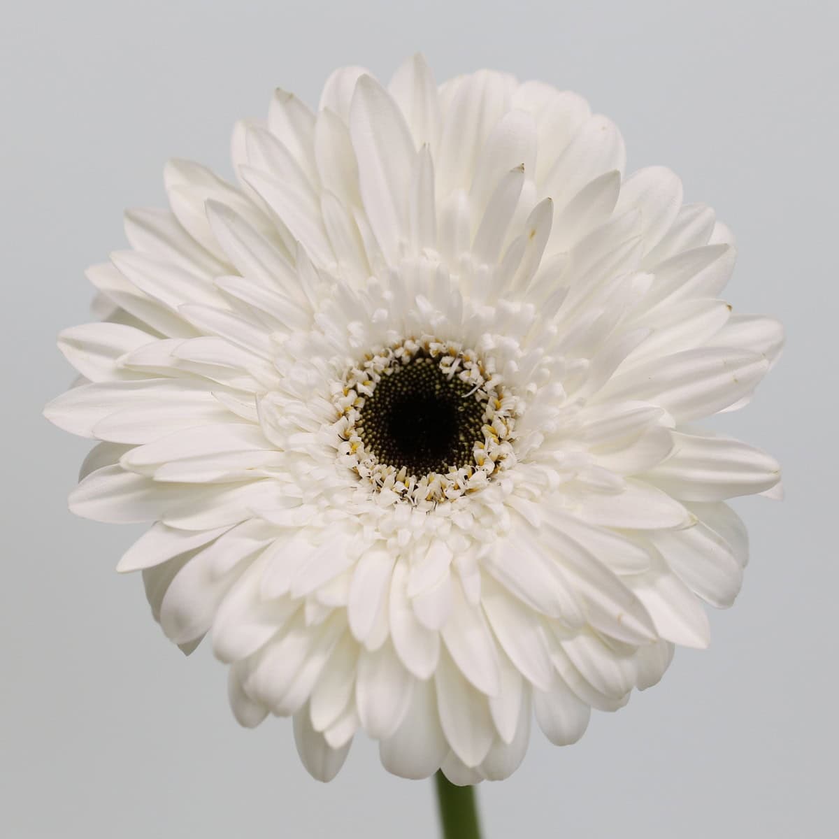 Gerbera Orca – Bulk DIY Flowers