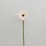 Gerbera Orca (Bulk DIY)