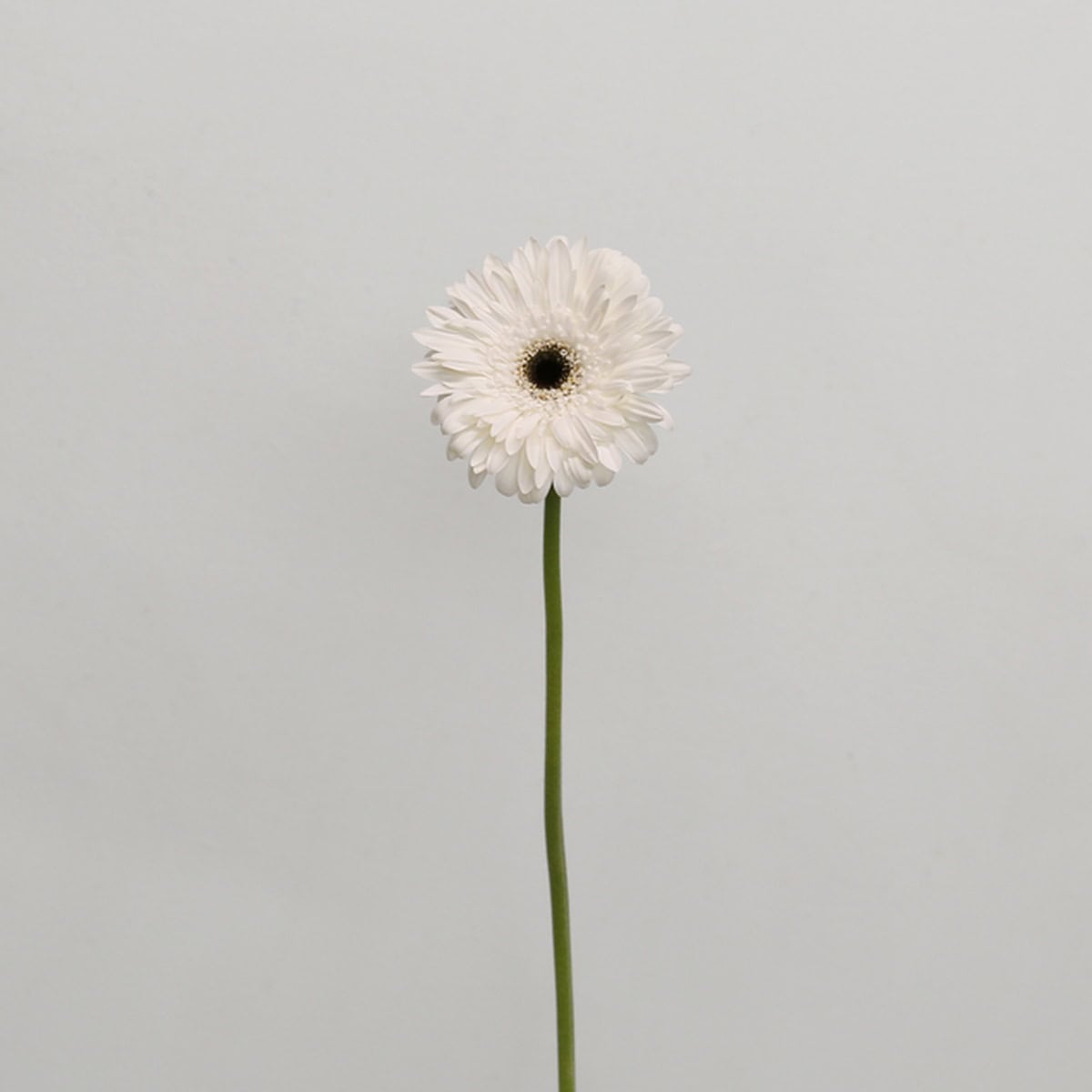 Gerbera Orca (Bulk DIY)
