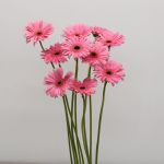 Gerbera Pre-Intenzz (Bulk DIY)