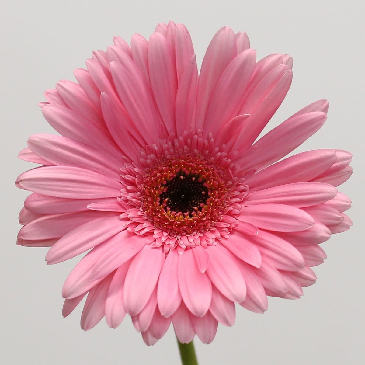 Gerbera Pre-Intenzz Bulk DIY Flowers