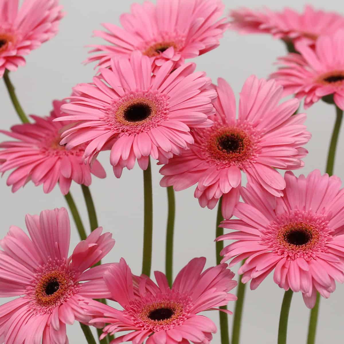 Gerbera Pre-Intenzz Bulk DIY Flowers