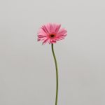 Gerbera Pre-Intenzz (Bulk DIY)