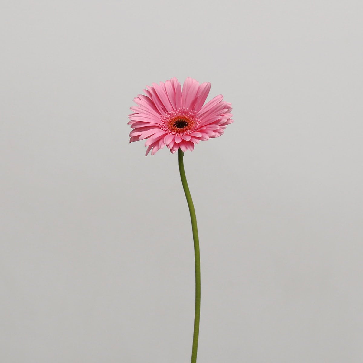 Gerbera Pre-Intenzz Bulk DIY Flowers