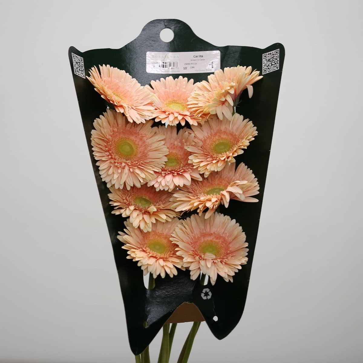 Gerbera Carlita (Bulk DIY)