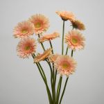 Gerbera Carlita (Bulk DIY)