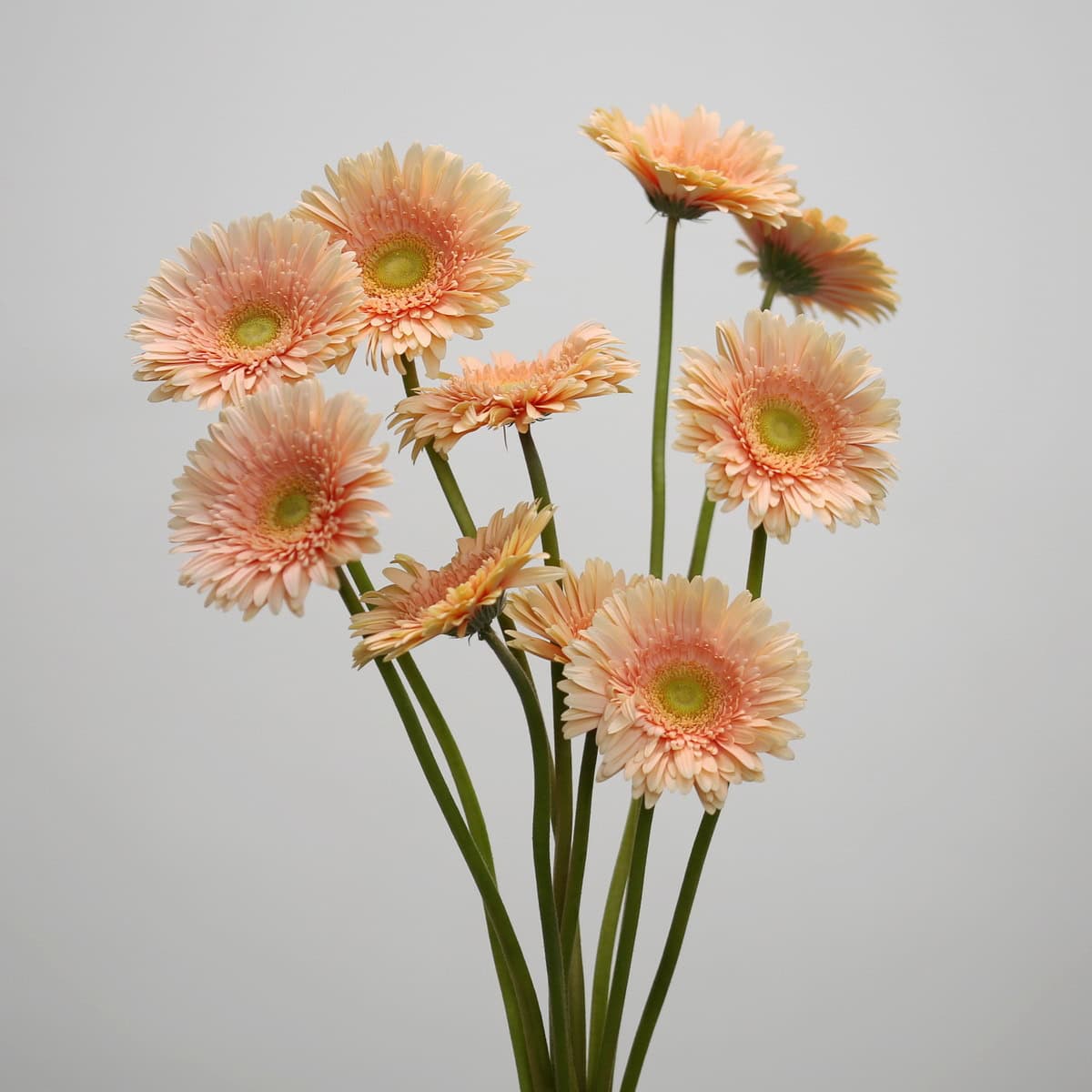 Gerbera Carlita – Bulk DIY Flowers in Montreal | Le Bouquet
