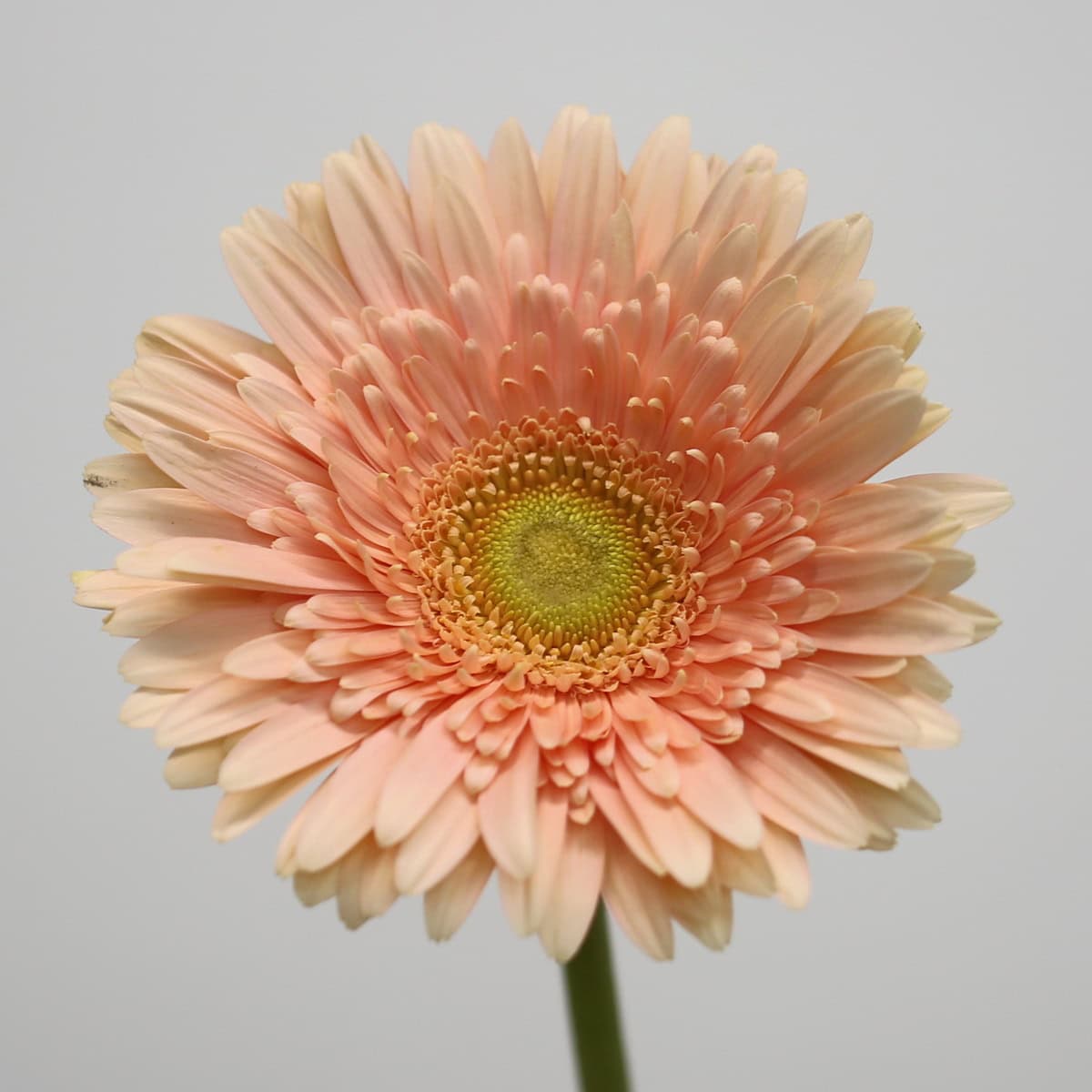 Gerbera Carlita – Bulk DIY Flowers in Montreal | Le Bouquet