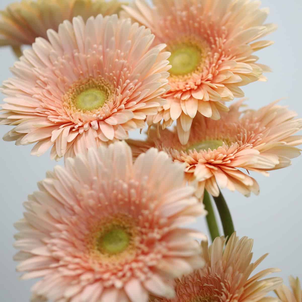 Gerbera Carlita (Bulk DIY)