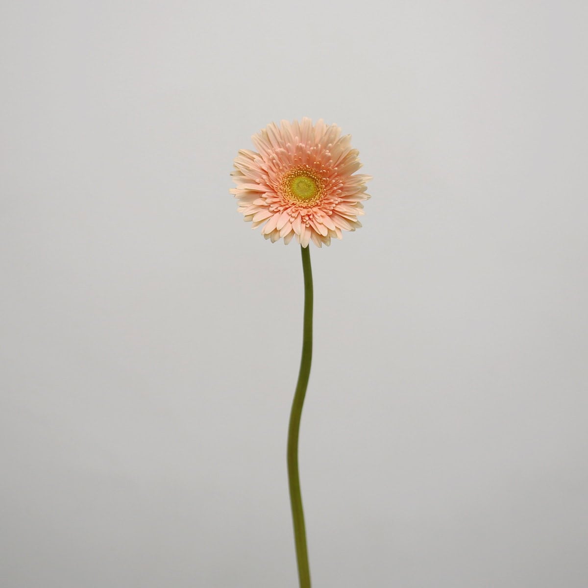 Gerbera Carlita (Bulk DIY)