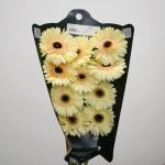Gerbera Cartizze (Bulk DIY)