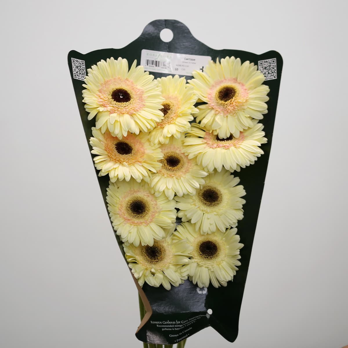 Gerbera Cartizze (Bulk DIY)