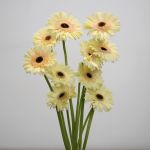Gerbera Cartizze (Bulk DIY)