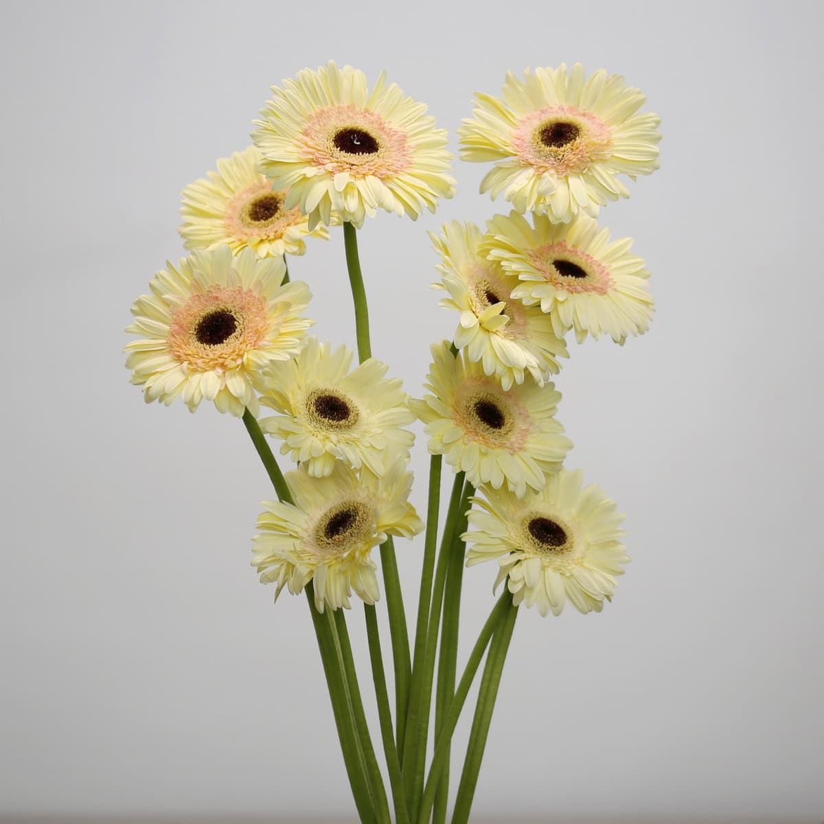 Gerbera Cartizze – Bulk DIY Flowers in Montreal | Le Bouquet