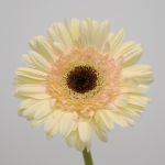 Gerbera Cartizze (Bulk DIY)
