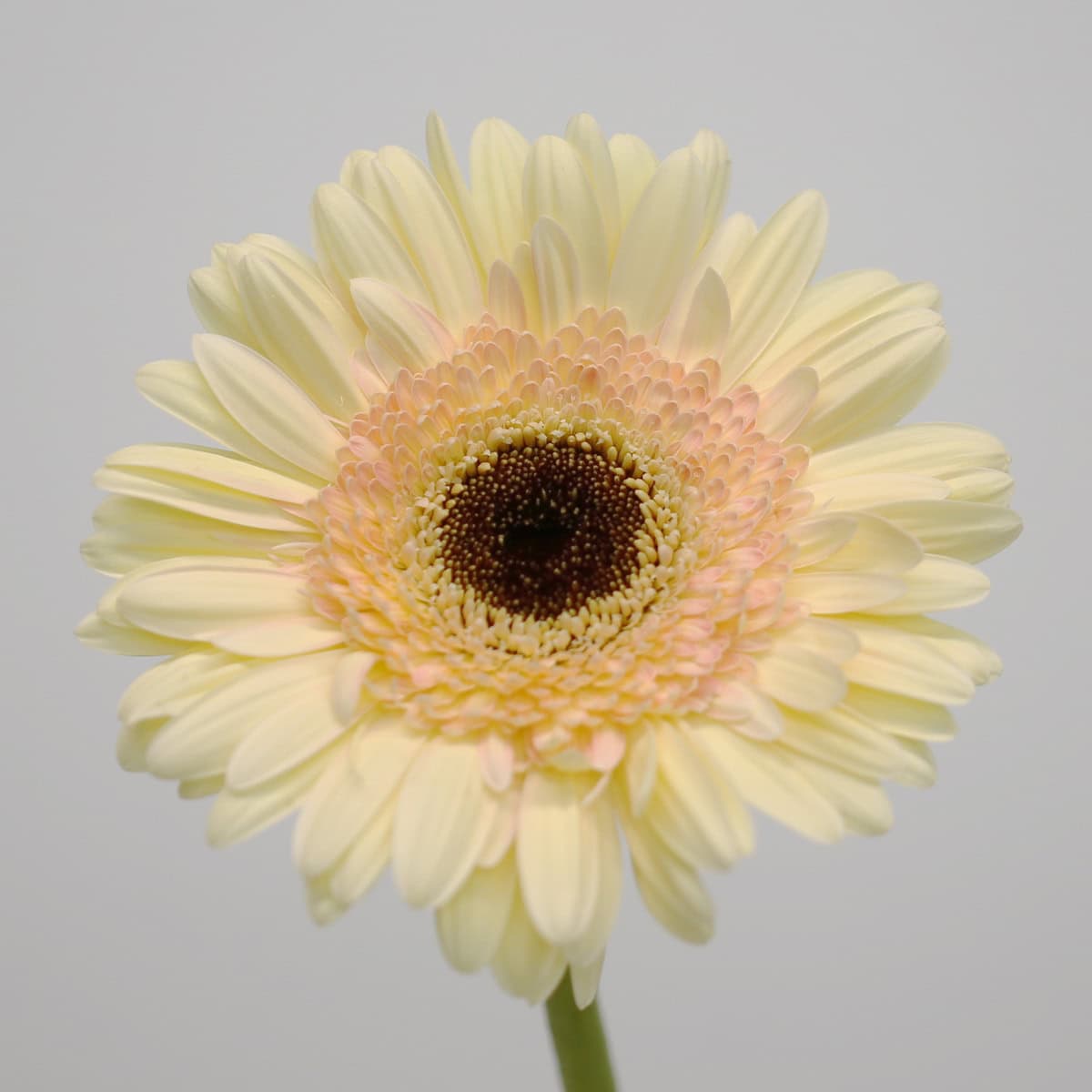Gerbera Cartizze – Bulk DIY Flowers in Montreal | Le Bouquet