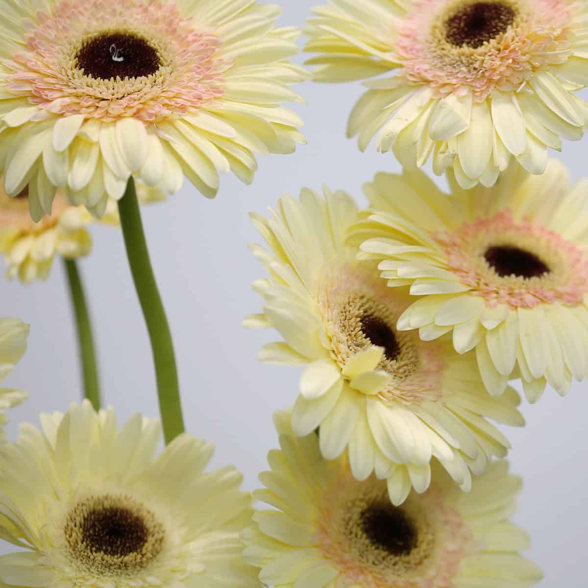 Gerbera Cartizze (Bulk DIY)