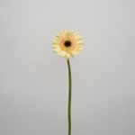 Gerbera Cartizze (Bulk DIY)