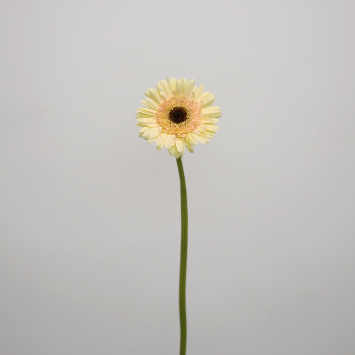 Gerbera Cartizze (Bulk DIY)