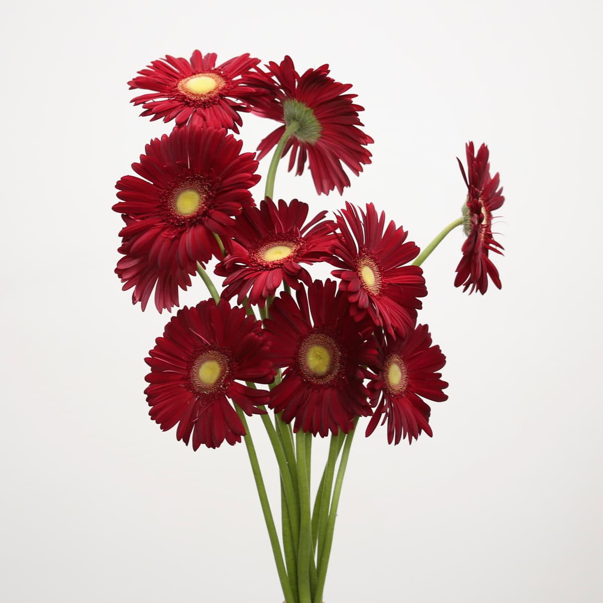 Gerbera Irene – Bulk DIY Flowers in Montreal | Le Bouquet