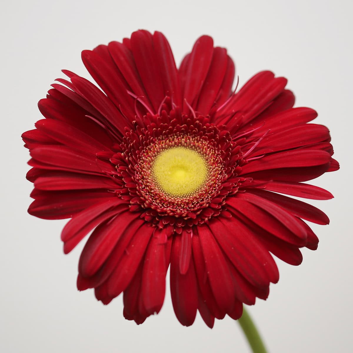 Gerbera Irene – Bulk DIY Flowers
