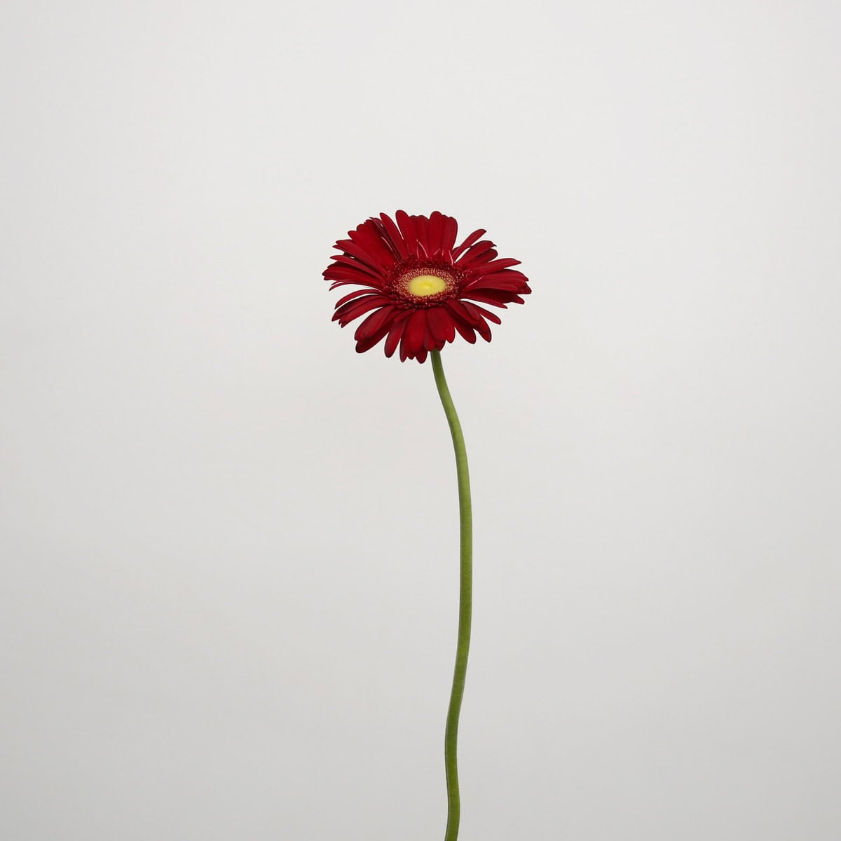 Gerbera Irene (Bulk DIY)