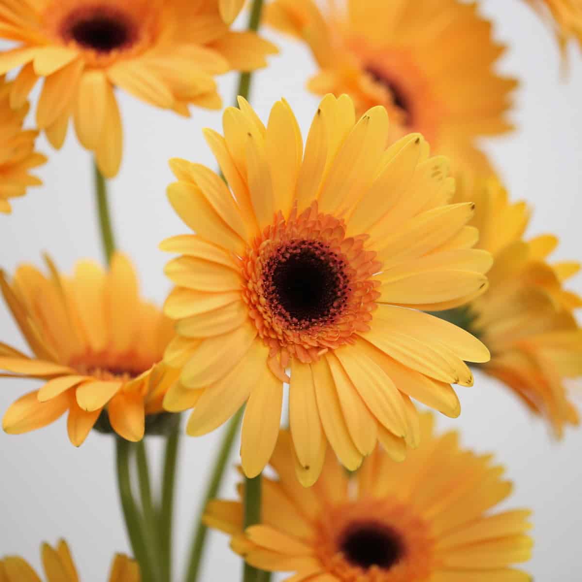 Gerbera Jetset (Bulk DIY)