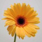 Gerbera Jetset (Bulk DIY)