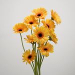 Gerbera Jetset (Bulk DIY)