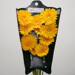Gerbera Sol (Bulk DIY)