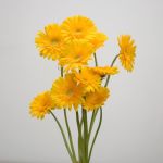 Gerbera Sol (Bulk DIY)