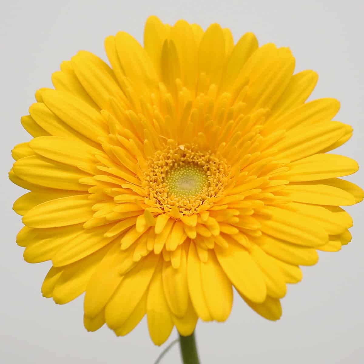 Gerbera Sol – Bulk DIY Flowers