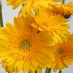 Gerbera Sol (Bulk DIY)